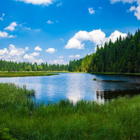 scenic view of lake in forest